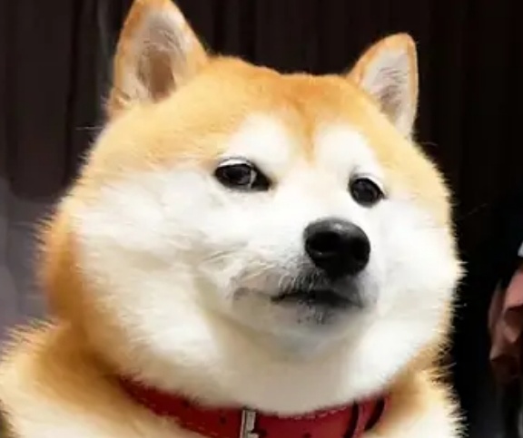 Doge Meme