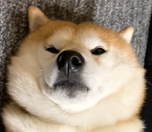 Doge Meme