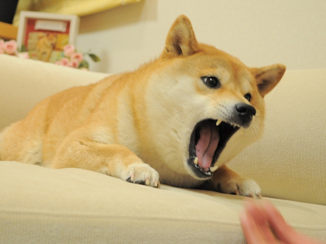 Doge Meme